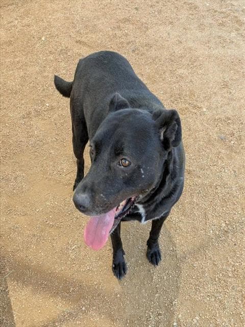 Shadow - Labrador Retriever