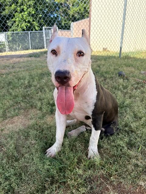 Rose - Staffordshire Bull Terrier