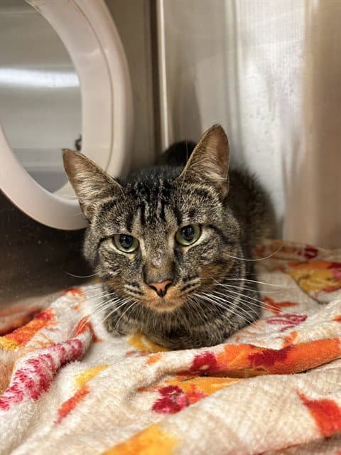 Cody - Domestic Short Hair