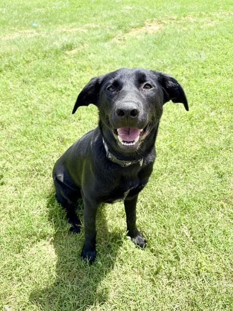 Stacey - Labrador Retriever
