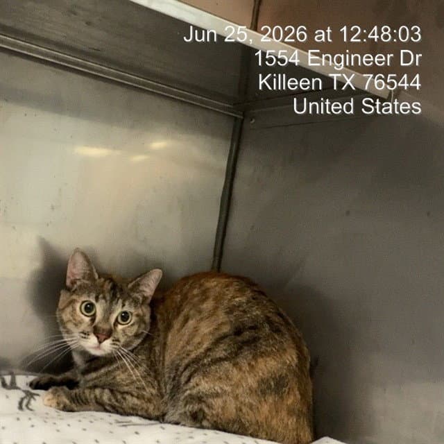 Leilani - American Shorthair