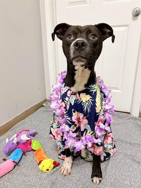 Bibble - Pit Bull Terrier