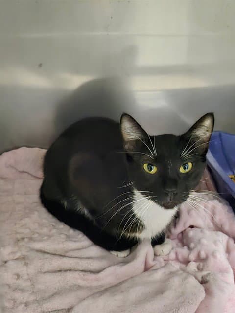 Zig-Zag - Domestic Short Hair