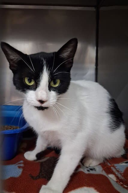 Ms Batman - Domestic Short Hair