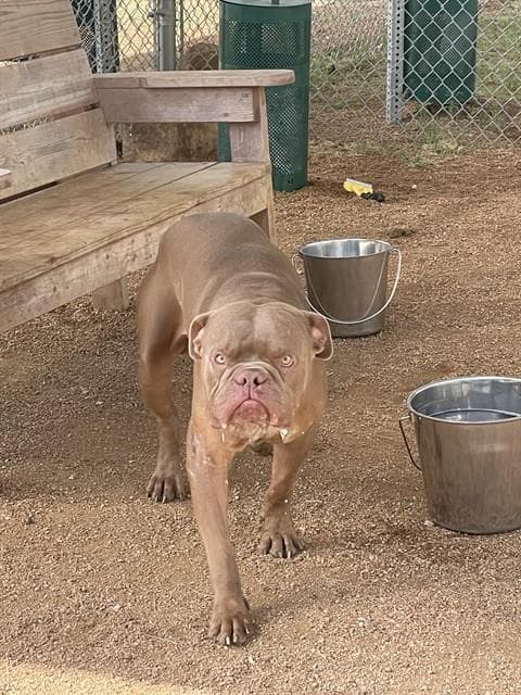 Roger - American Bulldog