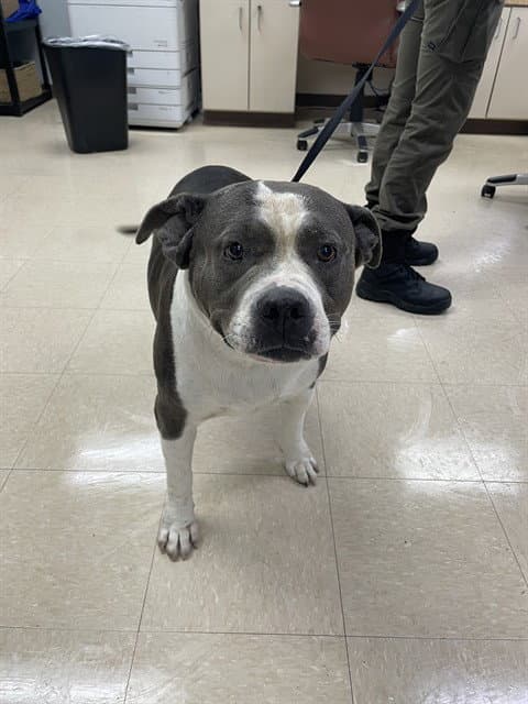 Madeleine - Pit Bull Terrier