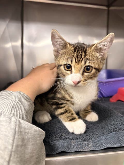 Kenicki - Domestic Short Hair