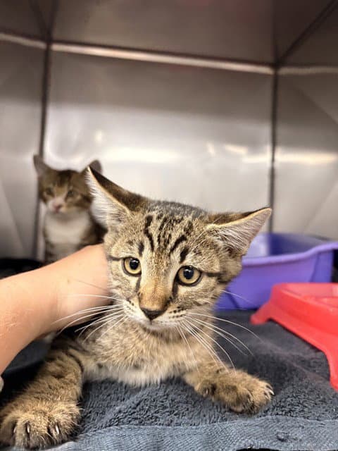 Danny Z - Domestic Short Hair