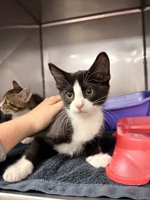 Dottie - Domestic Short Hair