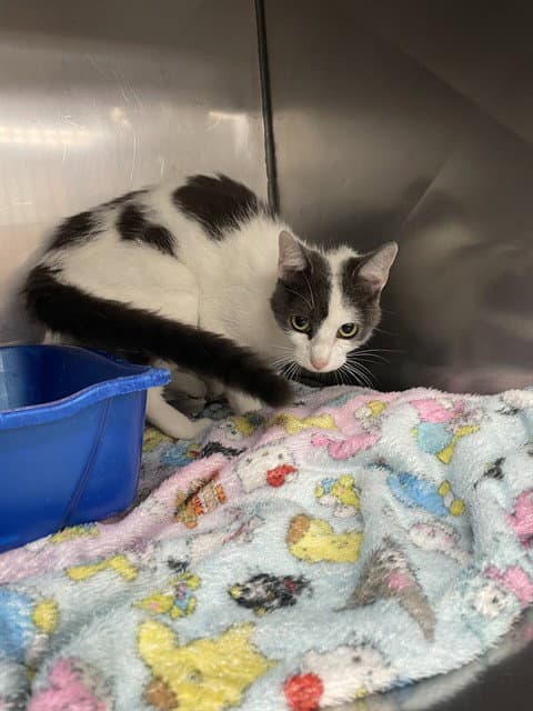 Maggie Moo - Domestic Short Hair