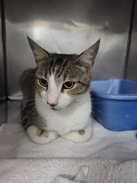 Houston - Domestic Short Hair