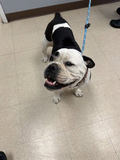 Buffy - English Bulldog