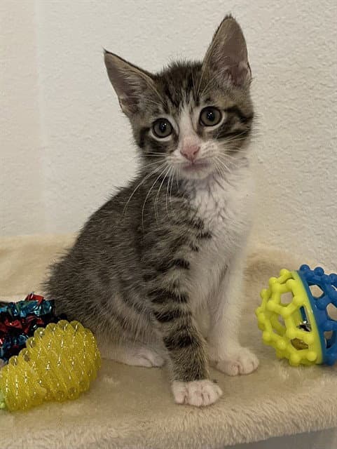 Toby - Domestic Short Hair