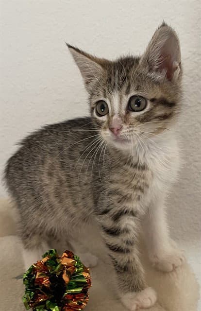Samantha - Domestic Short Hair