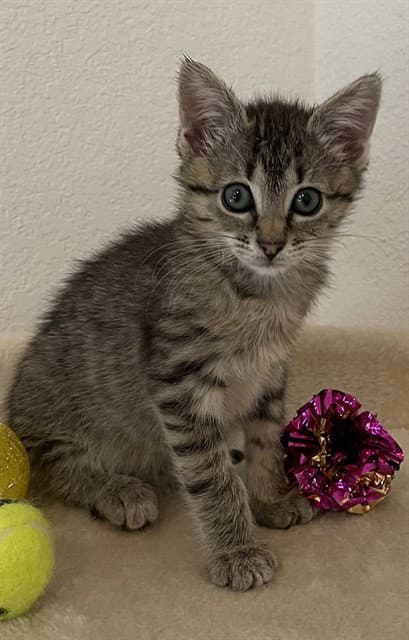 Morgan - Domestic Short Hair