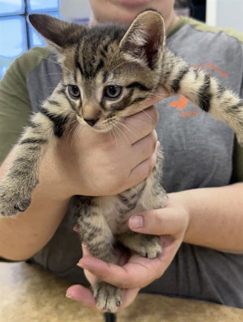Ryder - Domestic Short Hair