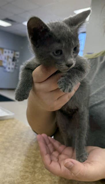 Greaser - Domestic Short Hair