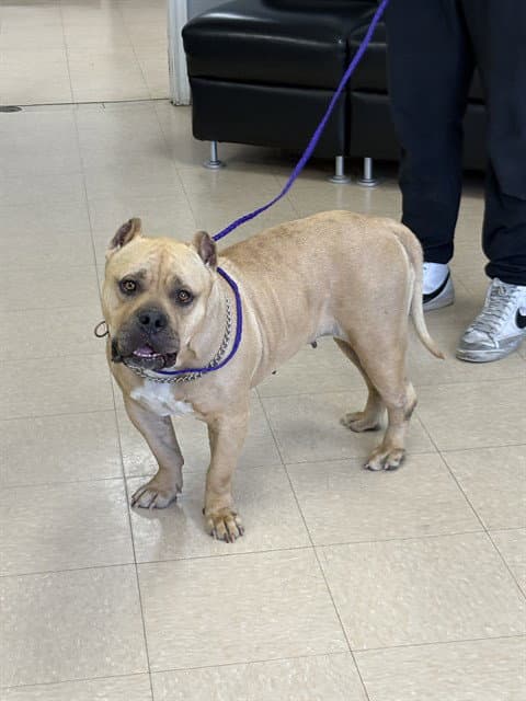 Bronco - Pit Bull Terrier
