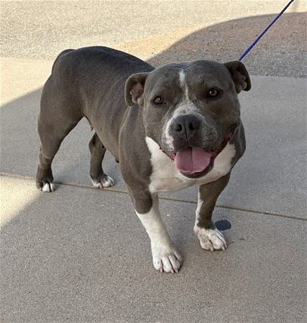 Precious - Pit Bull Terrier