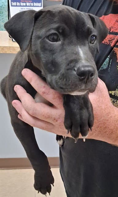 Bruno - Labrador Retriever