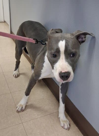 Sophie-Luna - Pit Bull Terrier