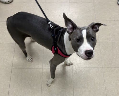Sophie-Luna - Pit Bull Terrier