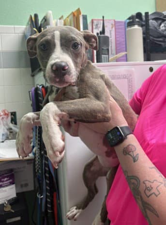 Milly - Pit Bull Terrier