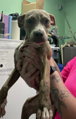 Sasha - Pit Bull Terrier