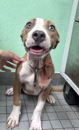 Layla - Pit Bull Terrier