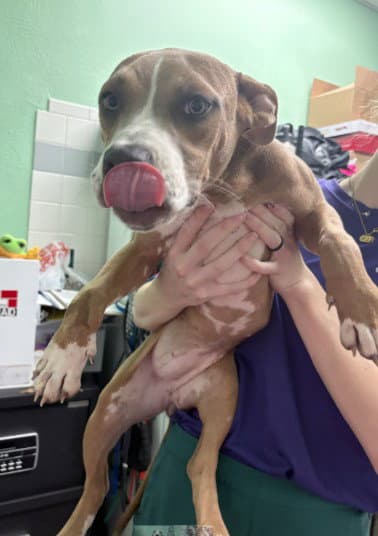 Jolene - Pit Bull Terrier
