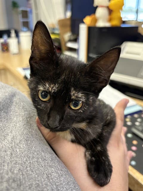 Princess Eugina - Domestic Short Hair