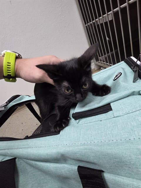 Stray Hold - Domestic Short Hair