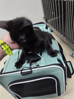Stray Hold image 1