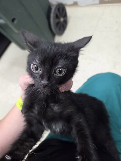 Stray Hold - Domestic Short Hair