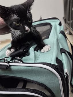Stray Hold image 1