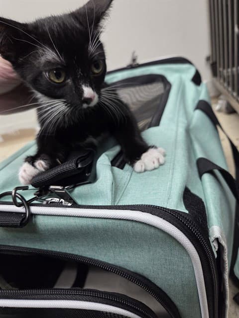 Stray Hold - Domestic Short Hair