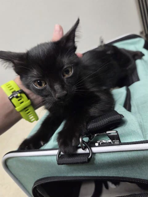 Stray Hold - Domestic Short Hair