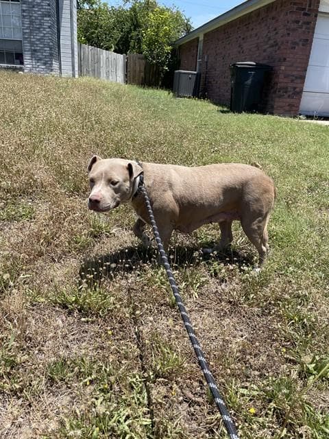 Raja - Pit Bull Terrier