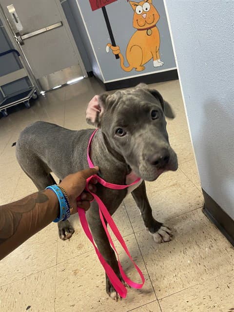 Kazooie - Pit Bull Terrier