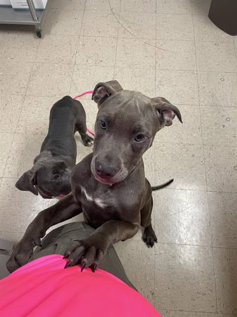 Banjo - Pit Bull Terrier