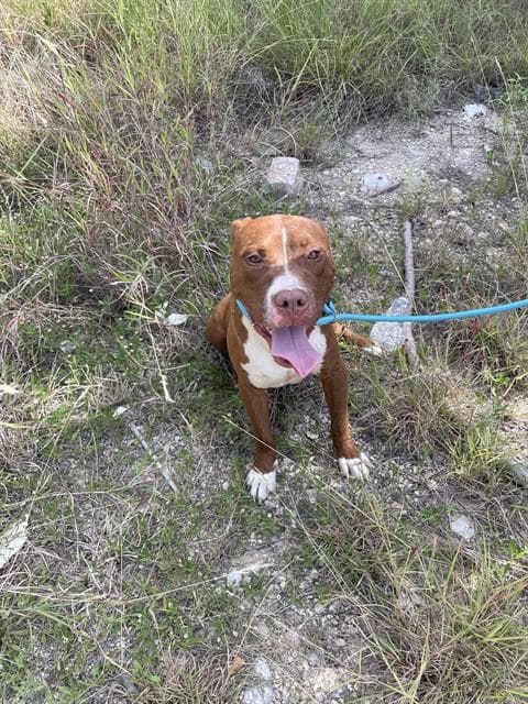 Chili Pepper - Pit Bull Terrier