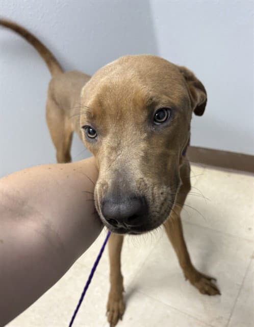 Jalapeno - Great Dane