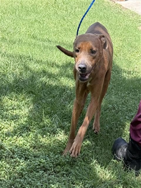 Jalapeno - Great Dane