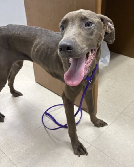 Pickles - Great Dane