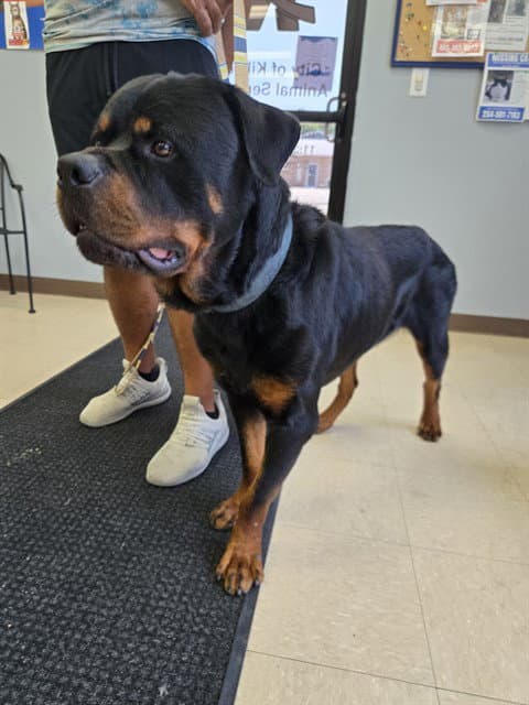 Rufus - Rottweiler