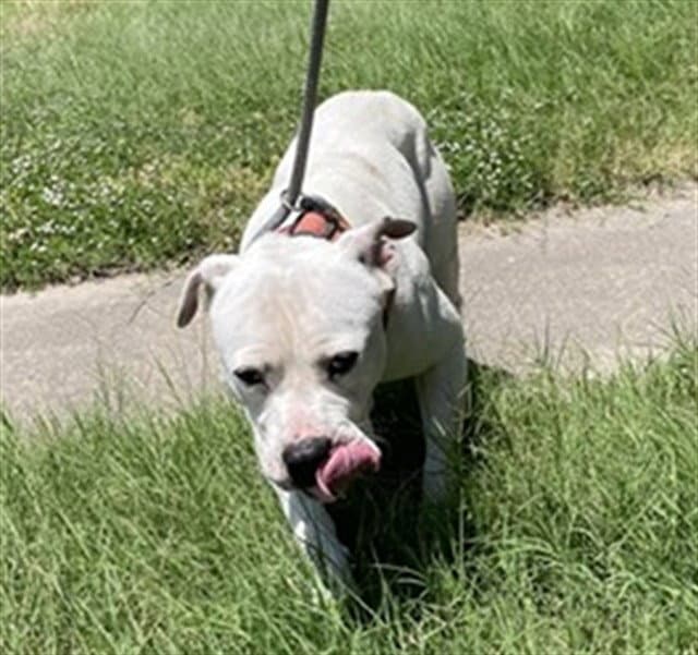 Burger King - Pit Bull Terrier