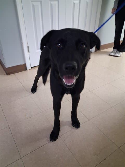 Carls Jr - Labrador Retriever