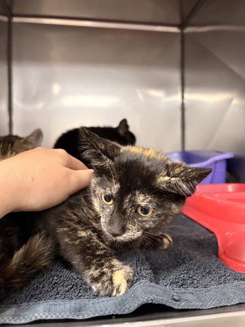 Sandy - Domestic Short Hair
