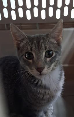 Timmy image 1