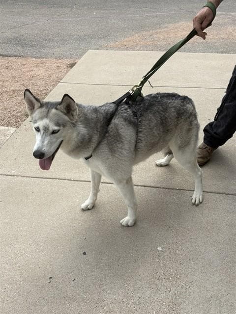 Stray Hold - Siberian Husky